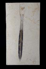 Hibolithes sp. (MONTFORT 1808) - Bild © FossNet FossilienStore